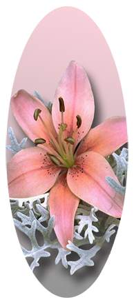 DA18 023 Pink Lily
